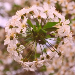 Spring clock
